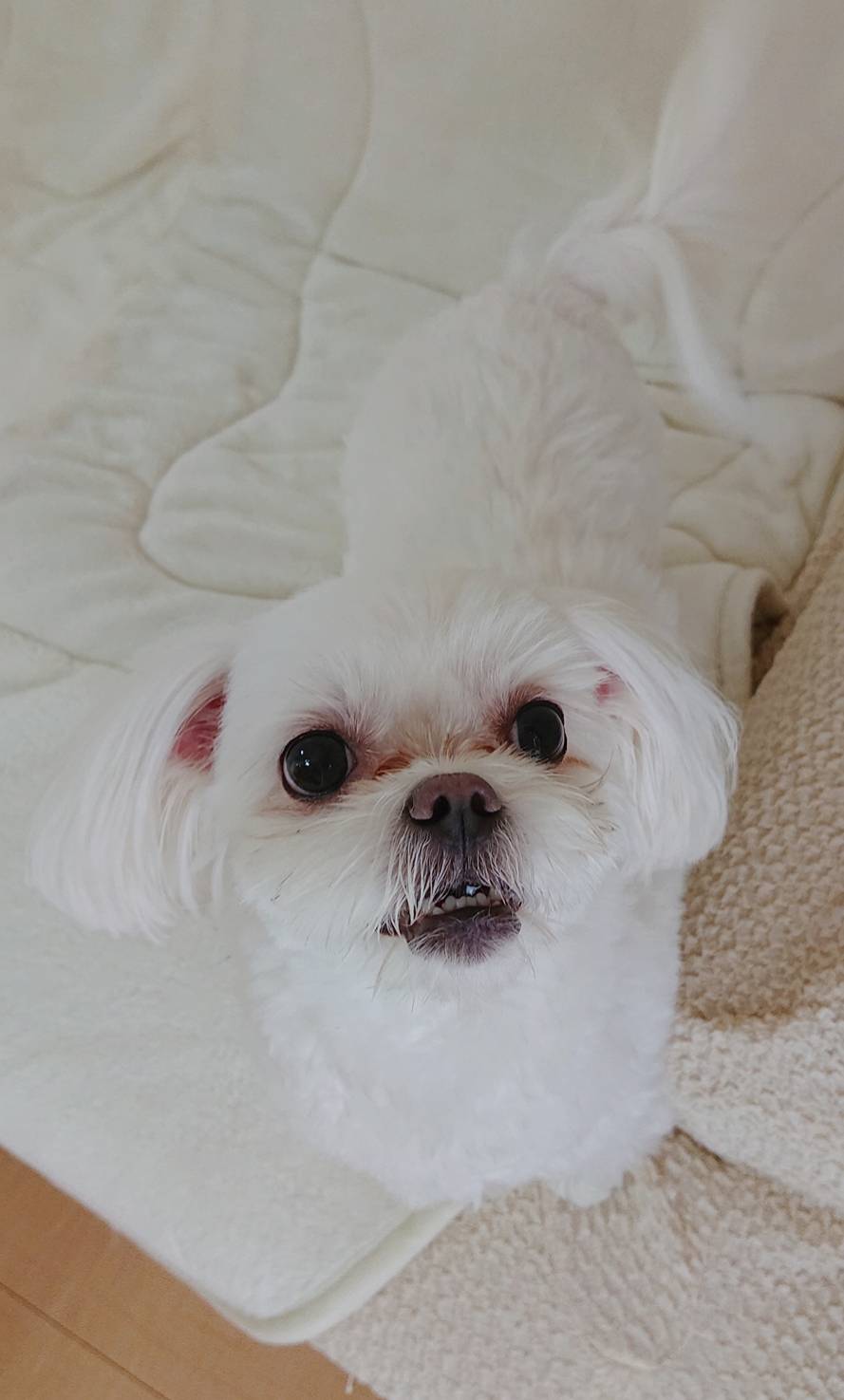 お引越しさくらちゃん☆