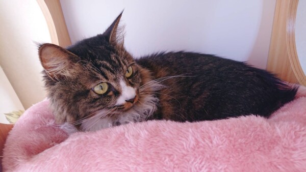 ルナちゃん・ステラちゃん☆