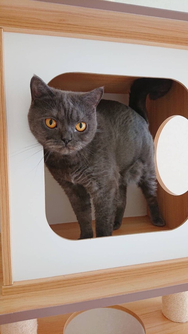 ブリティッシュショートヘアちゃもちゃん☆