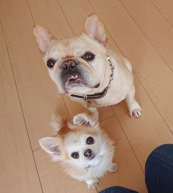 春支度のジョナ君・ロック君☆