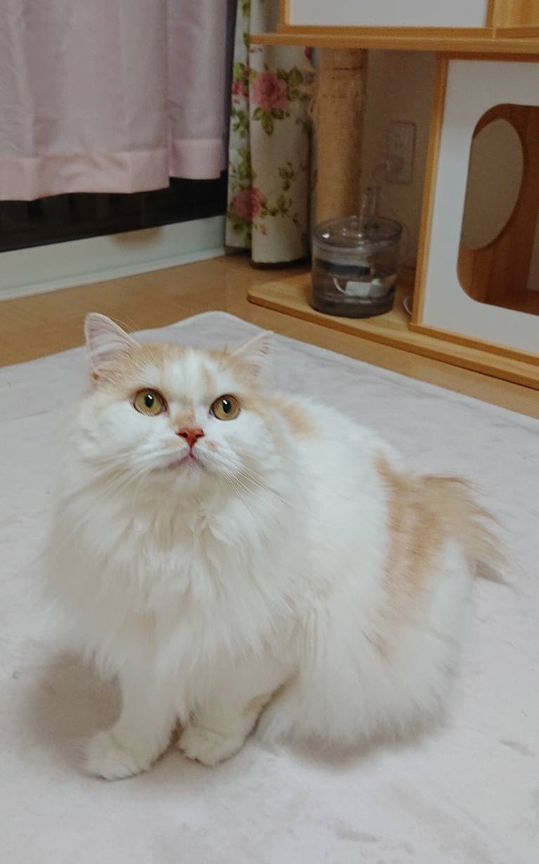 ちょっとご機嫌モモ君☆