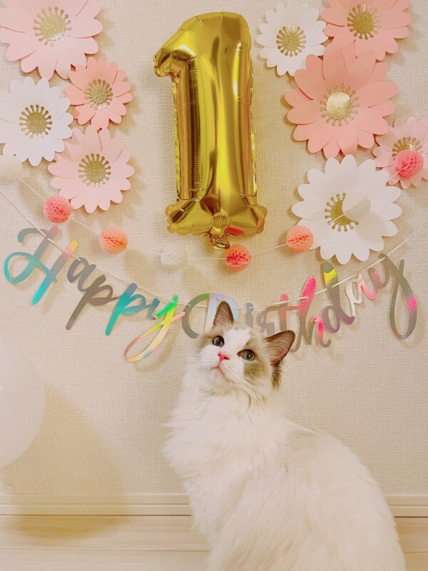 2021年４月12日生まれラグドール☆販売終了