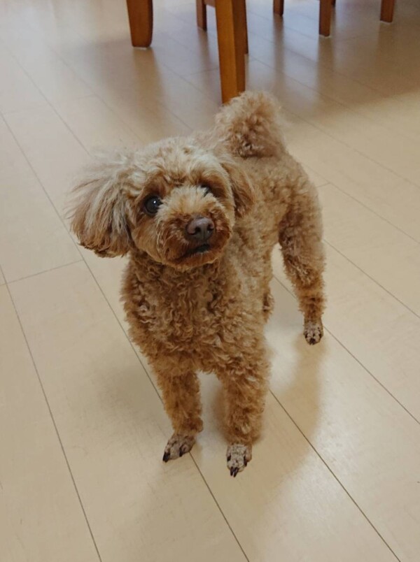 爪切りカイ君☆