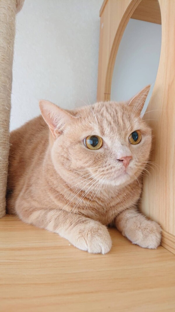 ブリティッシュショートヘア茶々丸君☆