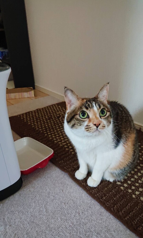 ご飯待ち、たまちゃん☆