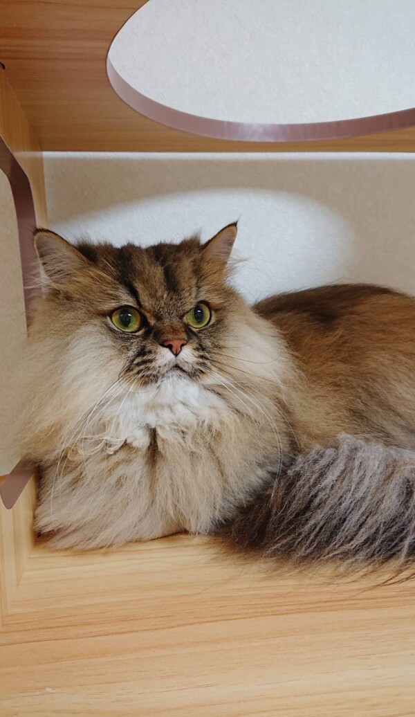 お久しぶりぐぅ君☆