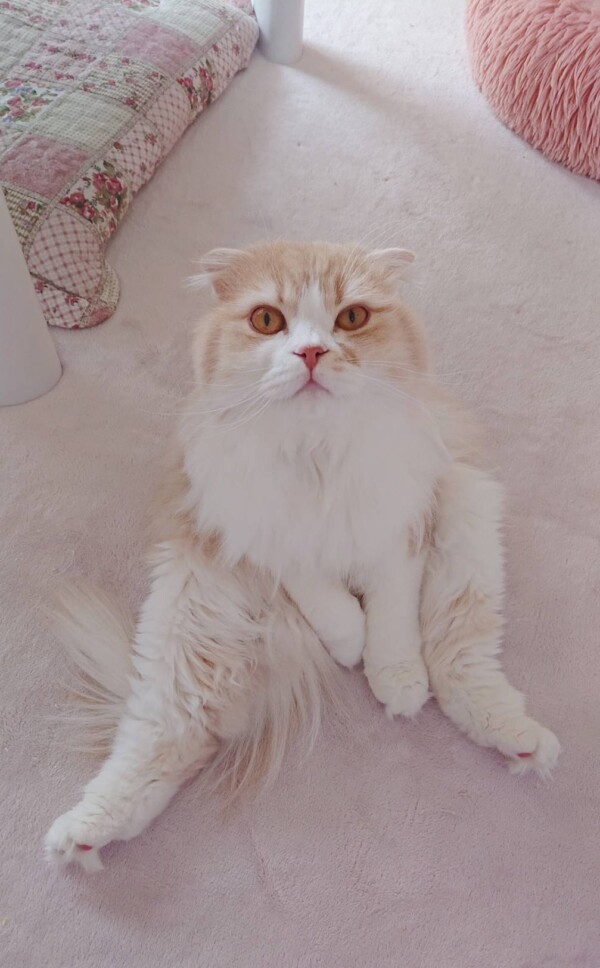 スコティッシュのポポちゃん・トト君☆