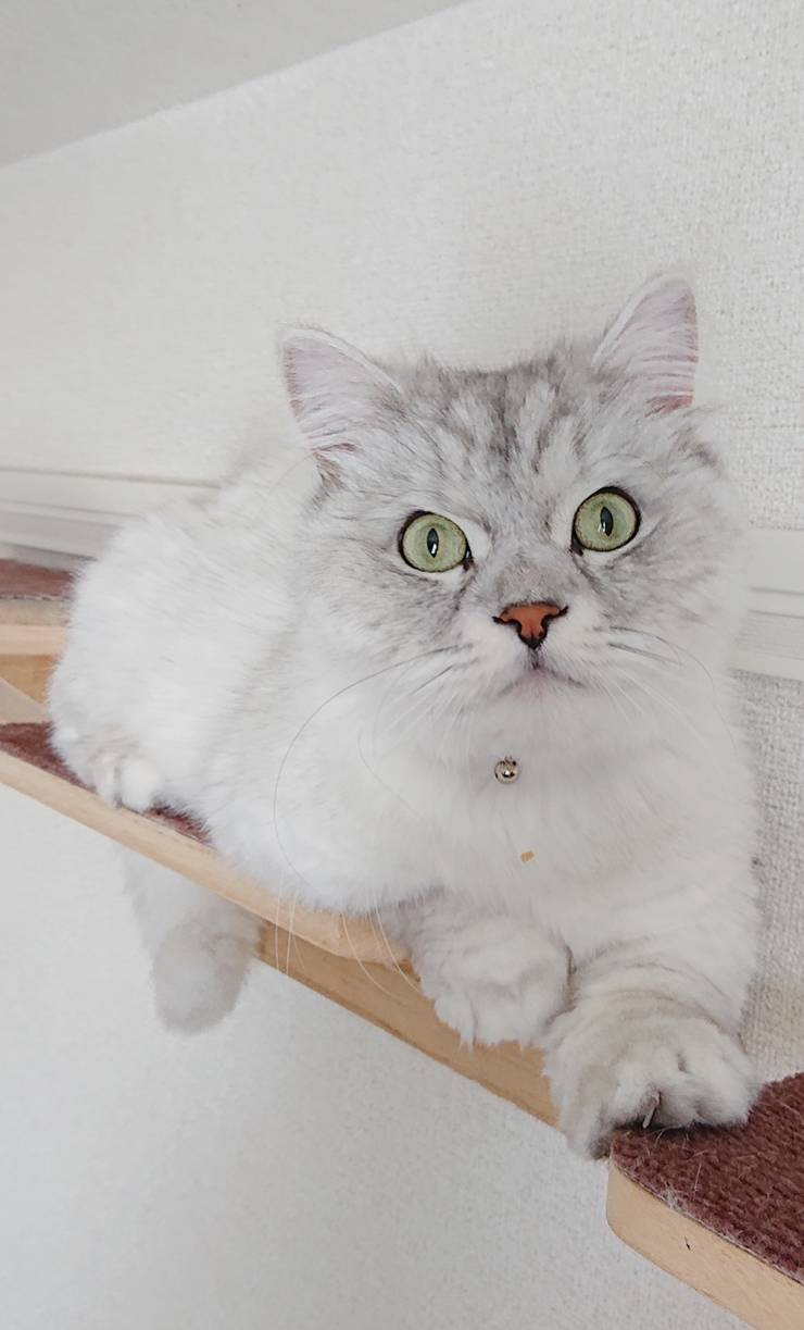 サマーカットぎん君☆