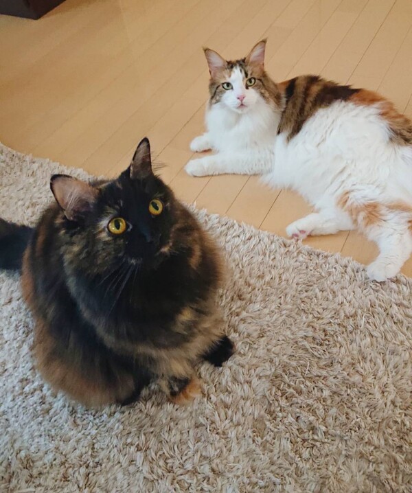 リピートうるちゃん・ててちゃん☆