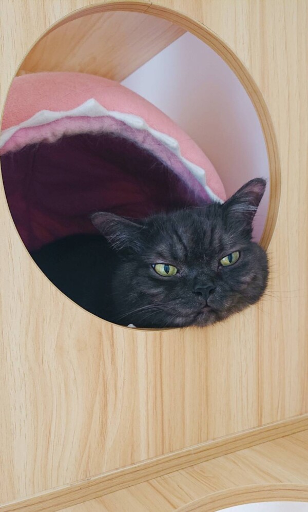 リピートむっく君☆