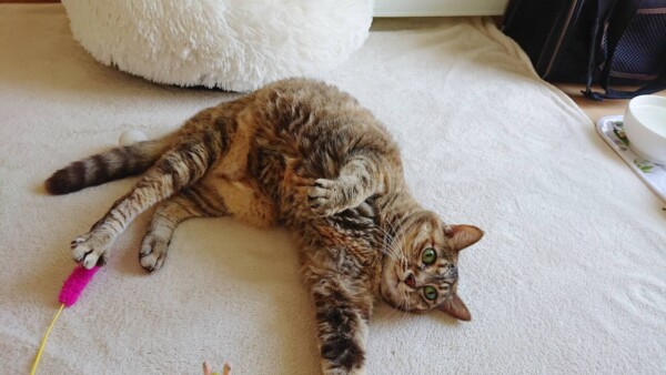 リピートまめちゃん☆