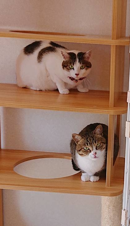 リピートのチャト君・シャル君☆