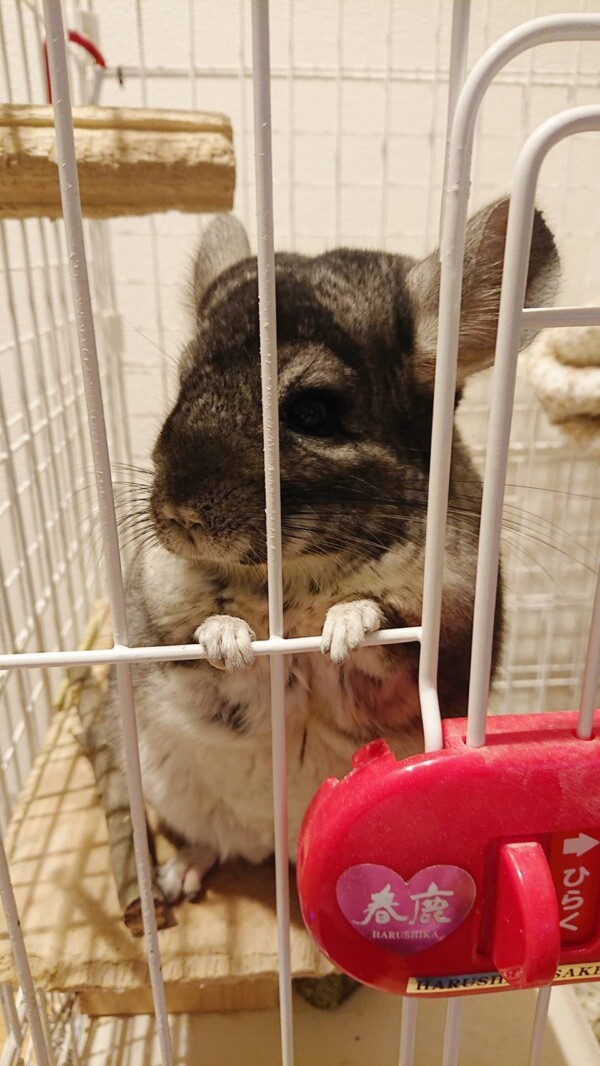 リピートのコロンちゃん☆