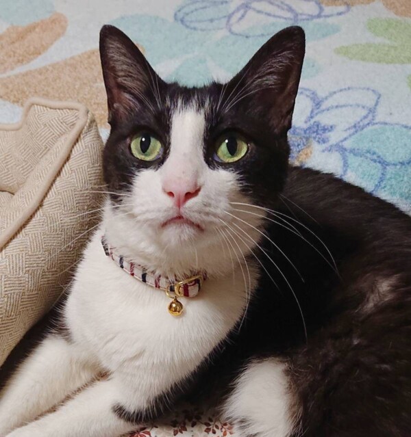 白黒猫の敦吉君・幸吉君☆