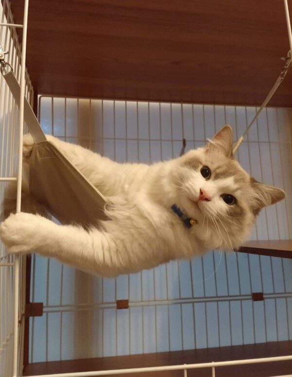 2021年7月6日生まれラグドール☆1歳おめでとう