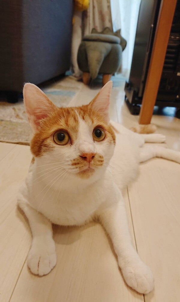 茶トラ白むぎ君☆