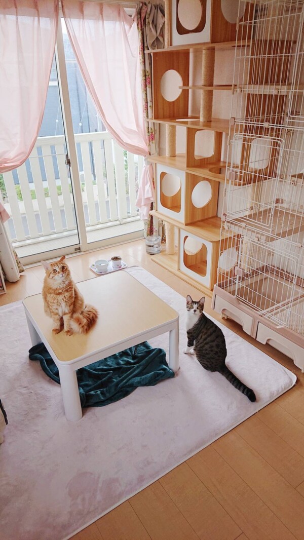 兄弟猫ラクサ君・スクー君☆