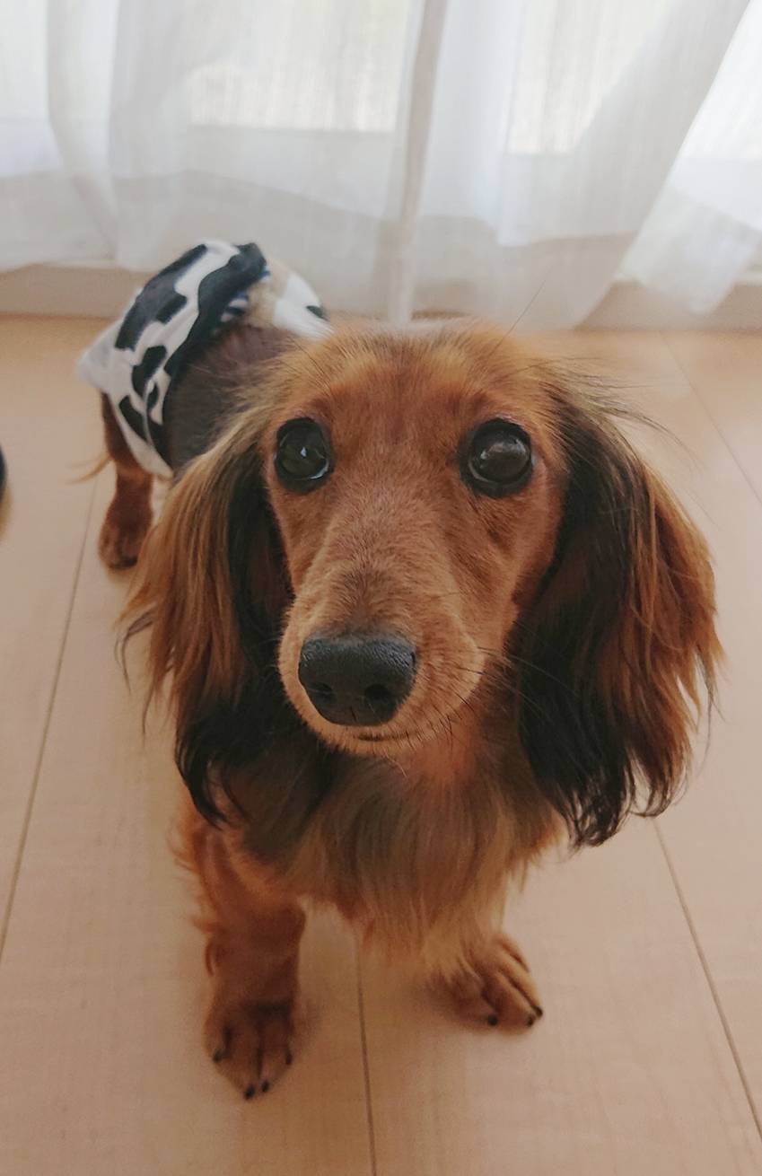 ミニチュアダックスフンドのモカちゃん☆