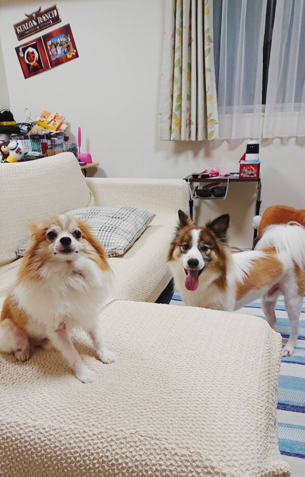 MIX犬のテト君・ウル君☆