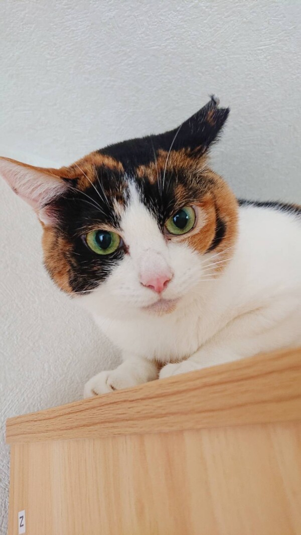 少し慣れてきたかのこちゃん☆