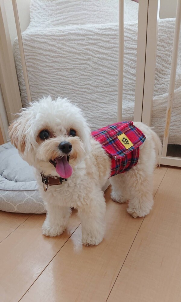 チワプーのリアム君☆