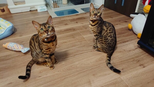 訪問シッターのシノンちゃん・カノンちゃん☆