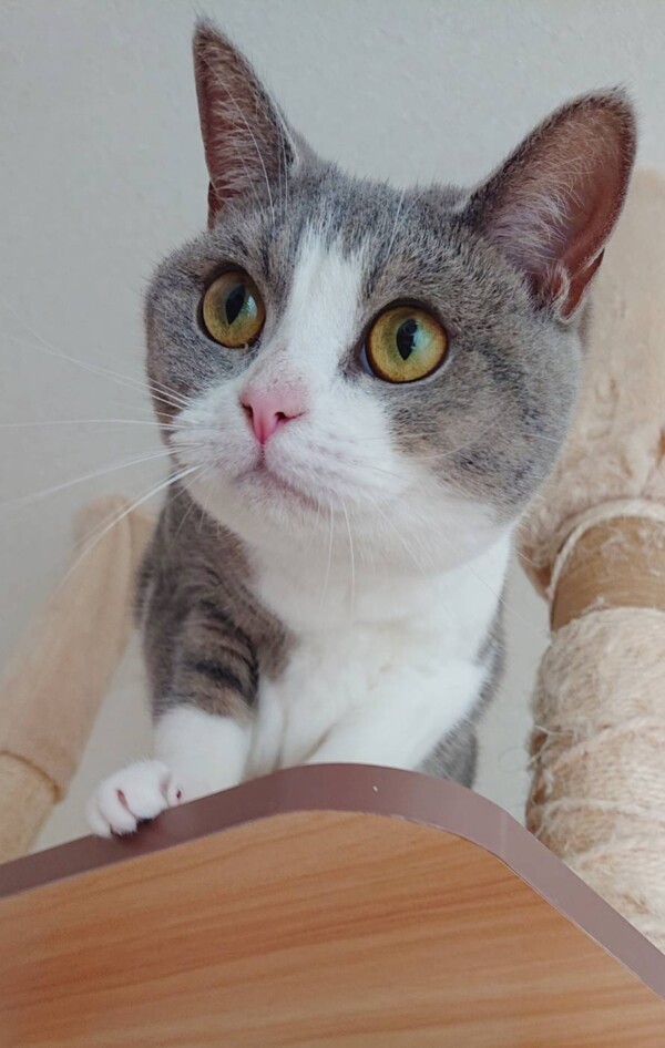 マンチカンのラムネちゃん☆