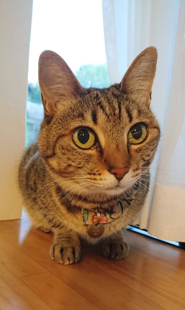 キジトラ猫うたちゃん☆