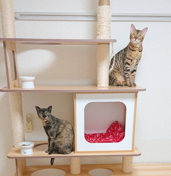 レディーに成長中ニャミちゃん・モカちゃん☆