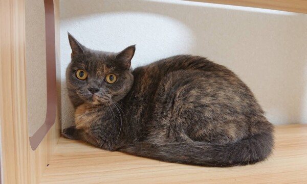 ブリティッシュSHのグルーシェニカちゃん☆