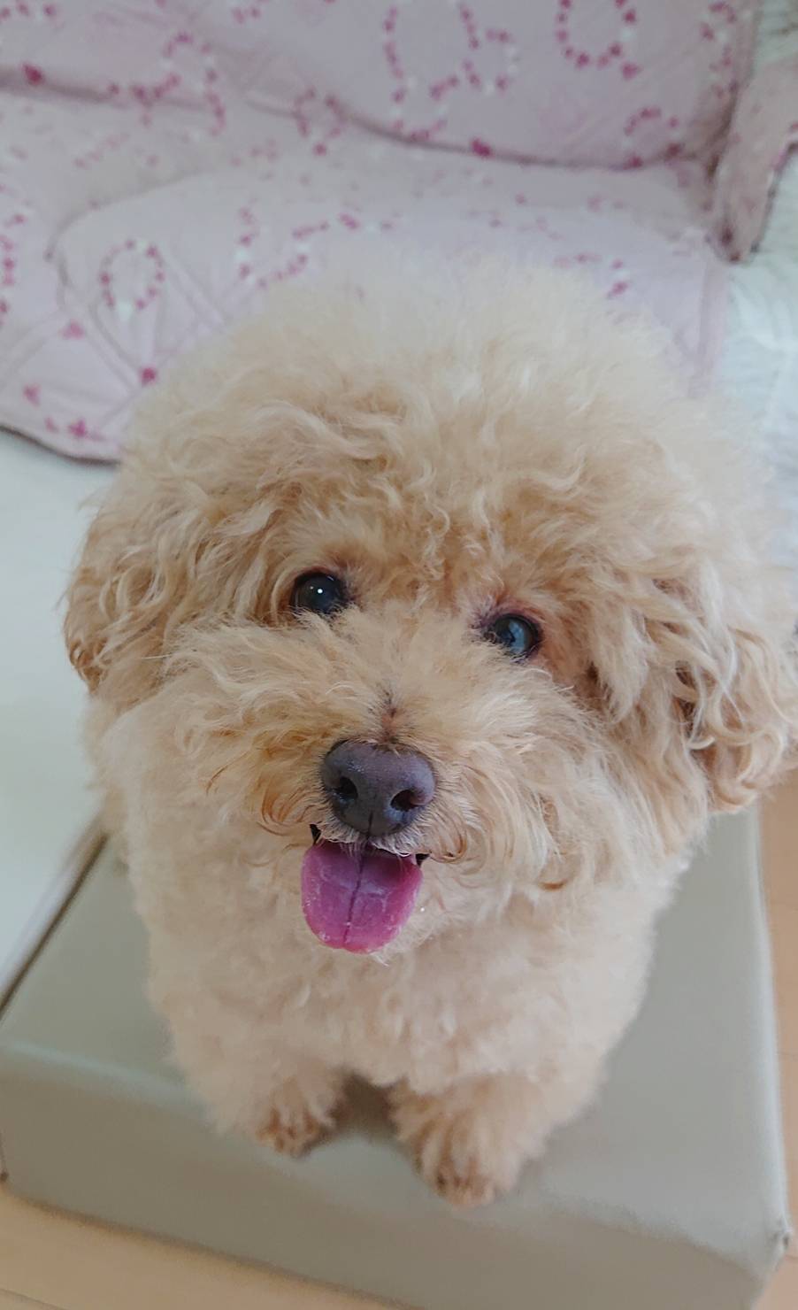 トイプードルのクッキー君☆