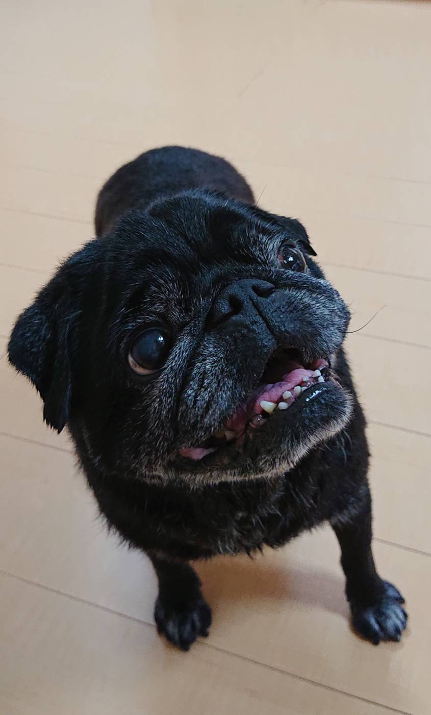 2週間ぶりチャド君☆