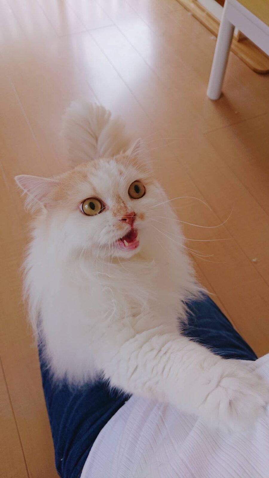 奇跡の写真モモ君☆