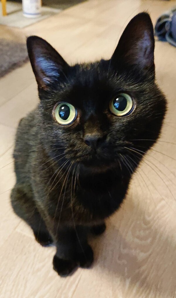 黒猫めいちゃん☆