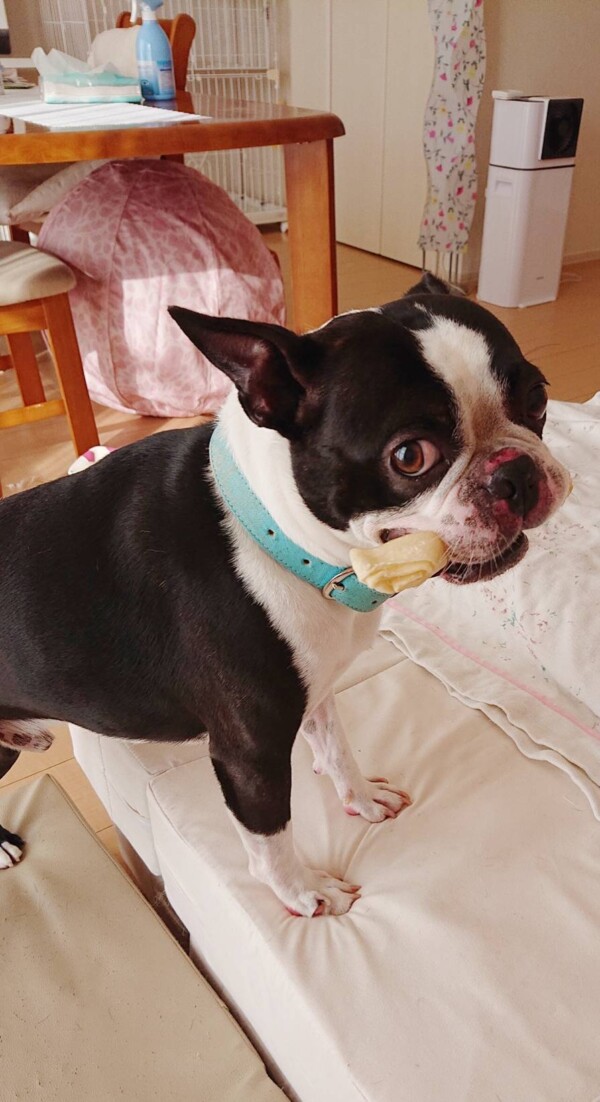 鼻が剥けた、ふぅ太君☆