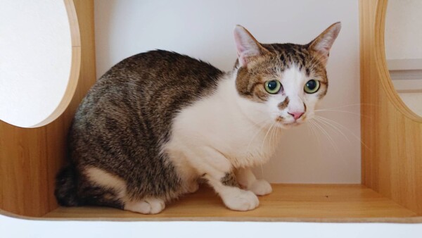 キジトラ白のカール君☆