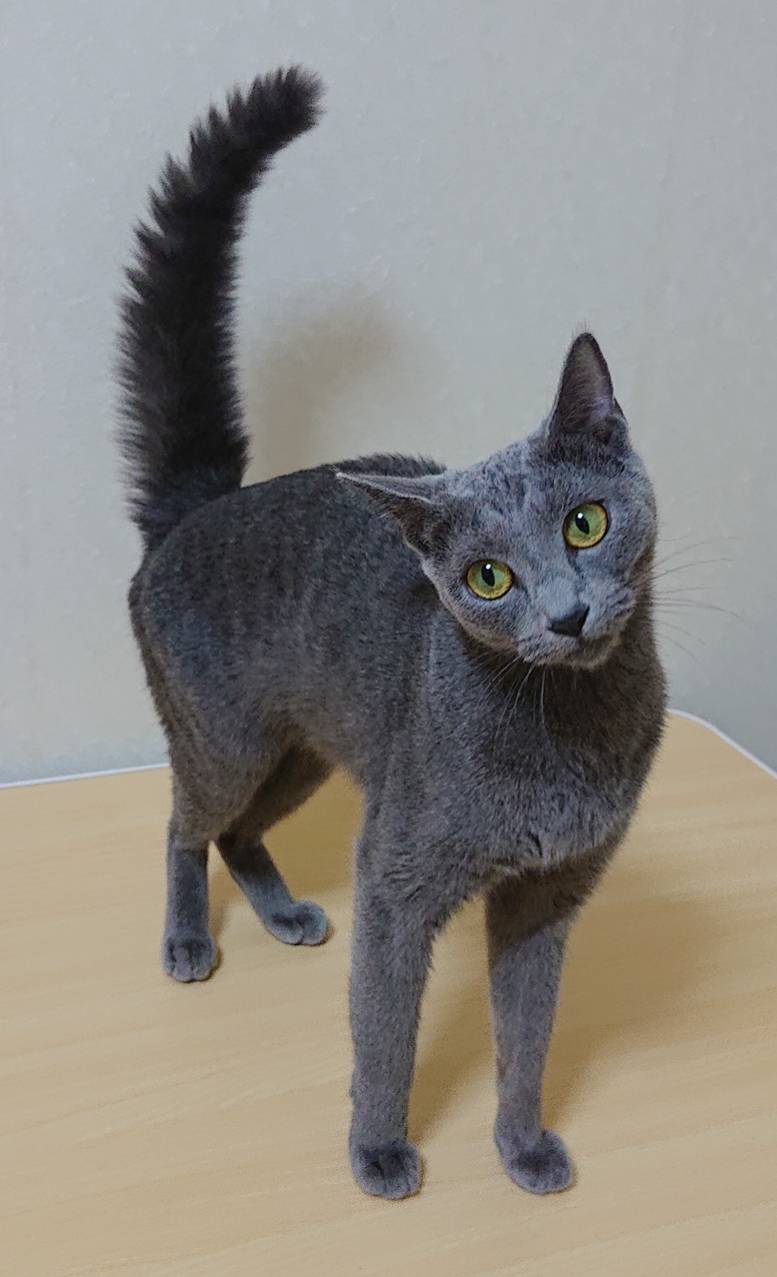 ロシアンブルーのキャビアちゃん☆