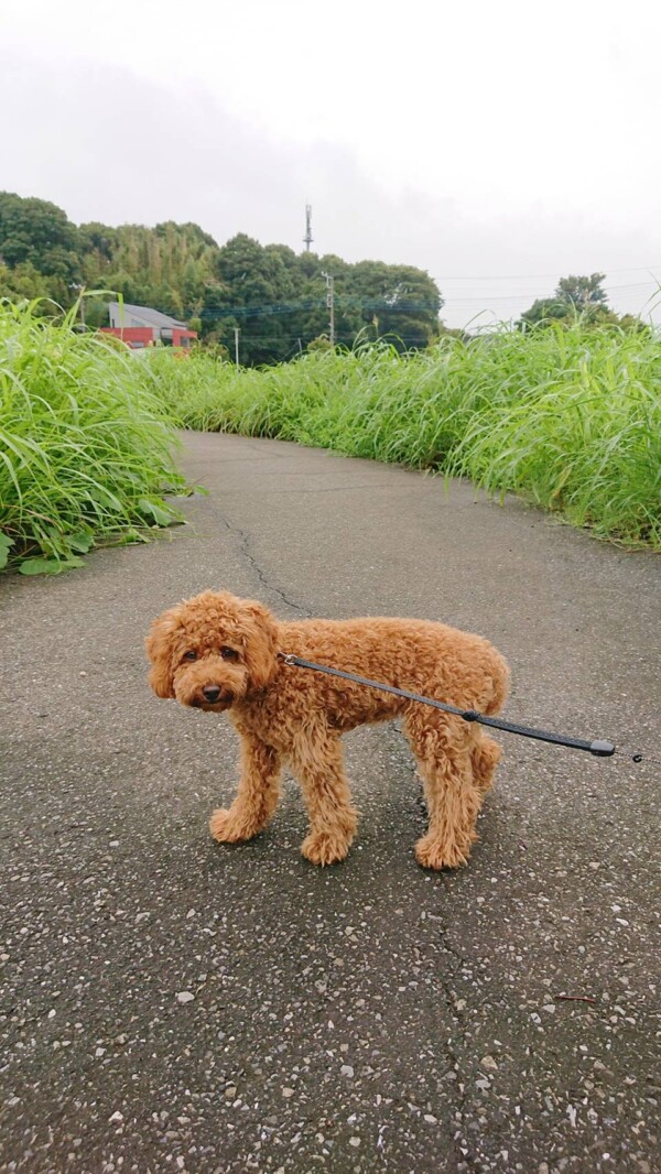 初めてのお散歩むぎちゃん☆