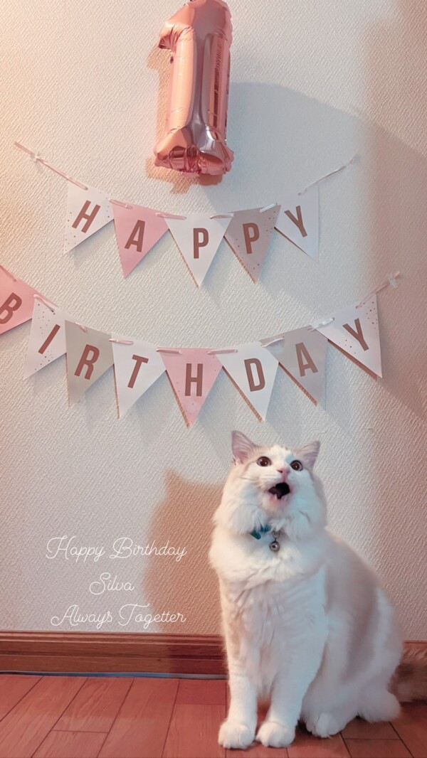 2021年9月1日生まれラグドール☆1歳おめでとう!