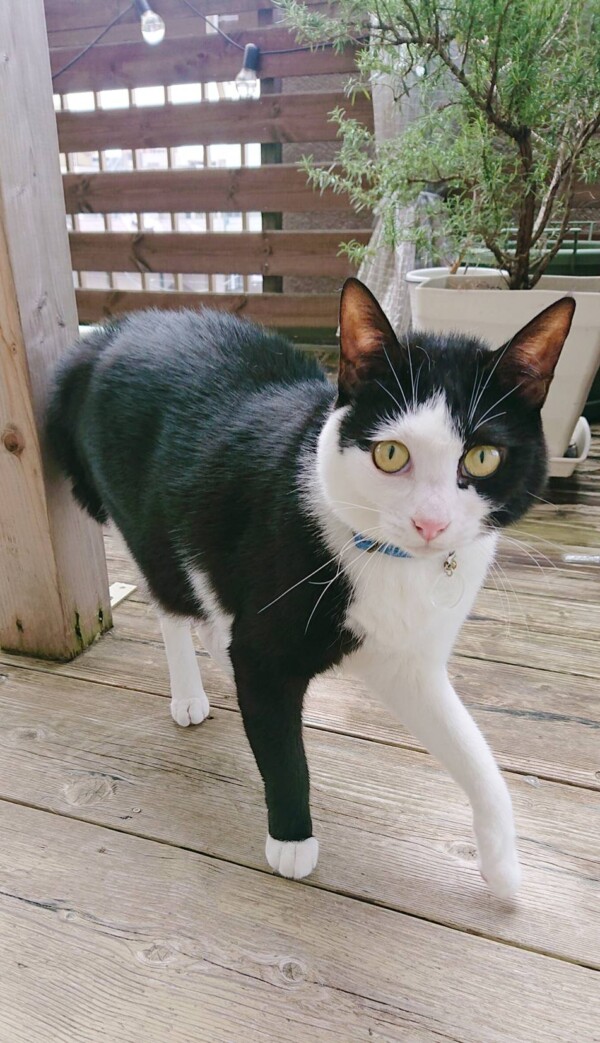 リピートの麦君・胡麻君・塩ちゃん☆