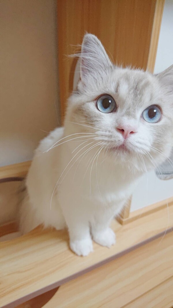 里帰りモモちゃん☆