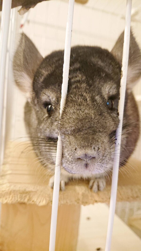 お手々が可愛いコロンちゃん☆