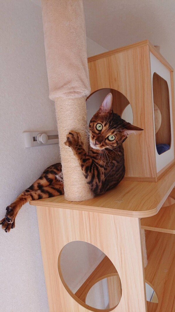 アクロバティックしいたけ君☆