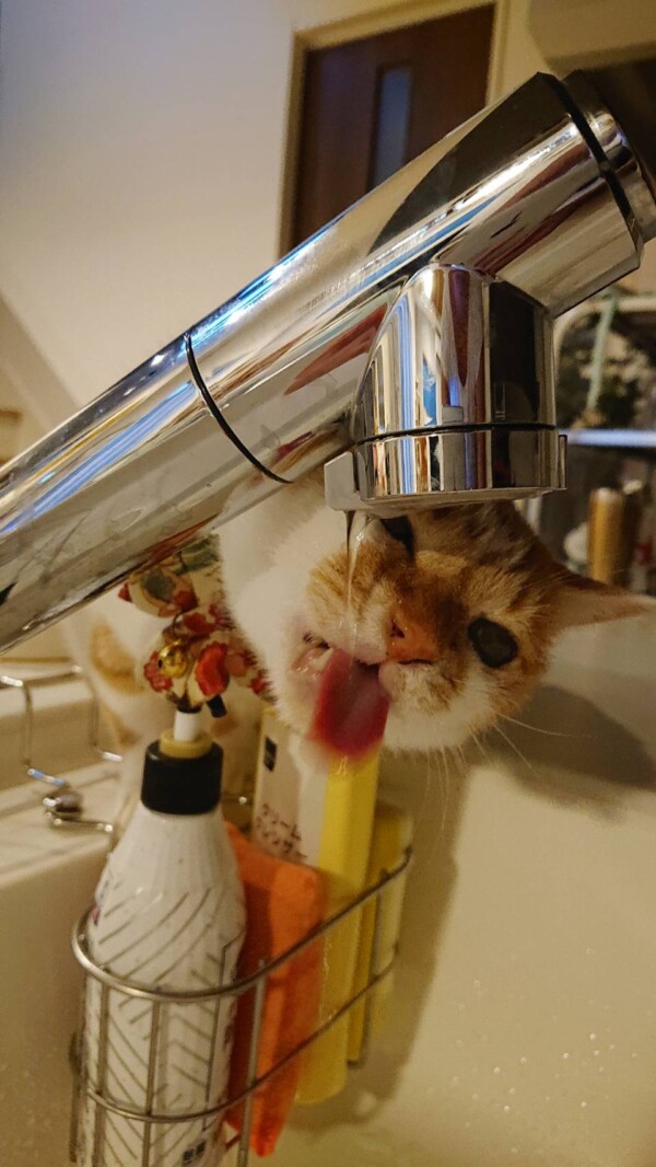 お水待ちクウ君・ご飯待ちカイ君☆