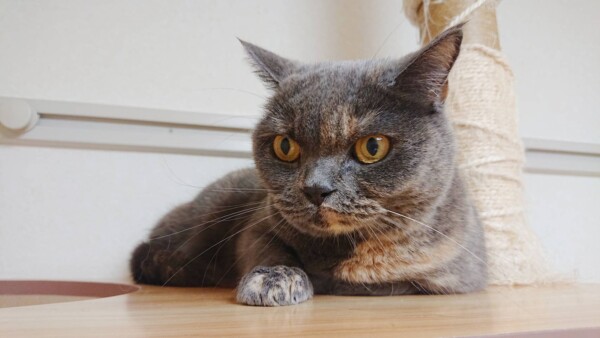 リピートのグルーシェニカちゃん☆