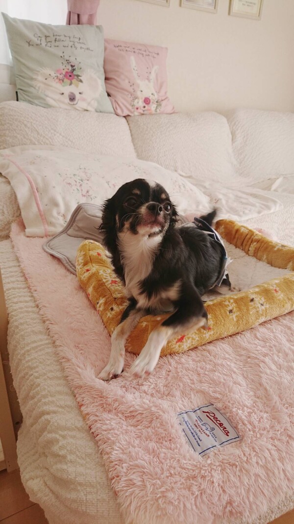 ロングコートチワワぽんた君☆