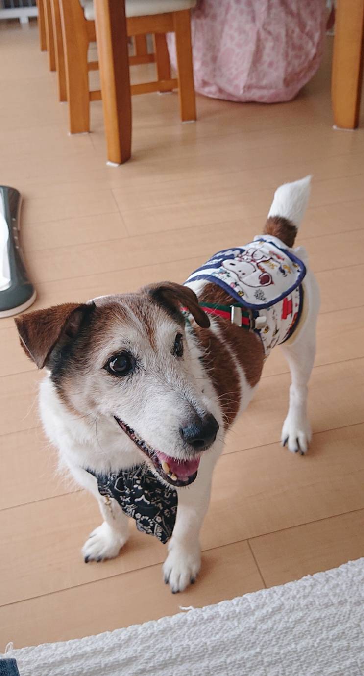 猫を堪能ログ君☆