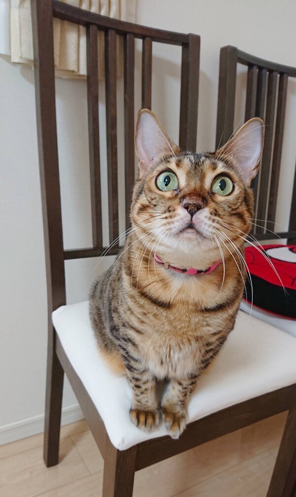 甘えたいメルちゃん、遊びたいロゼ君☆