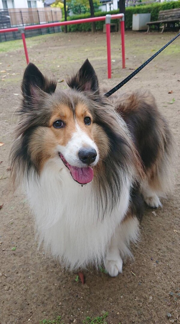 シャンプーお泊りミルちゃん☆