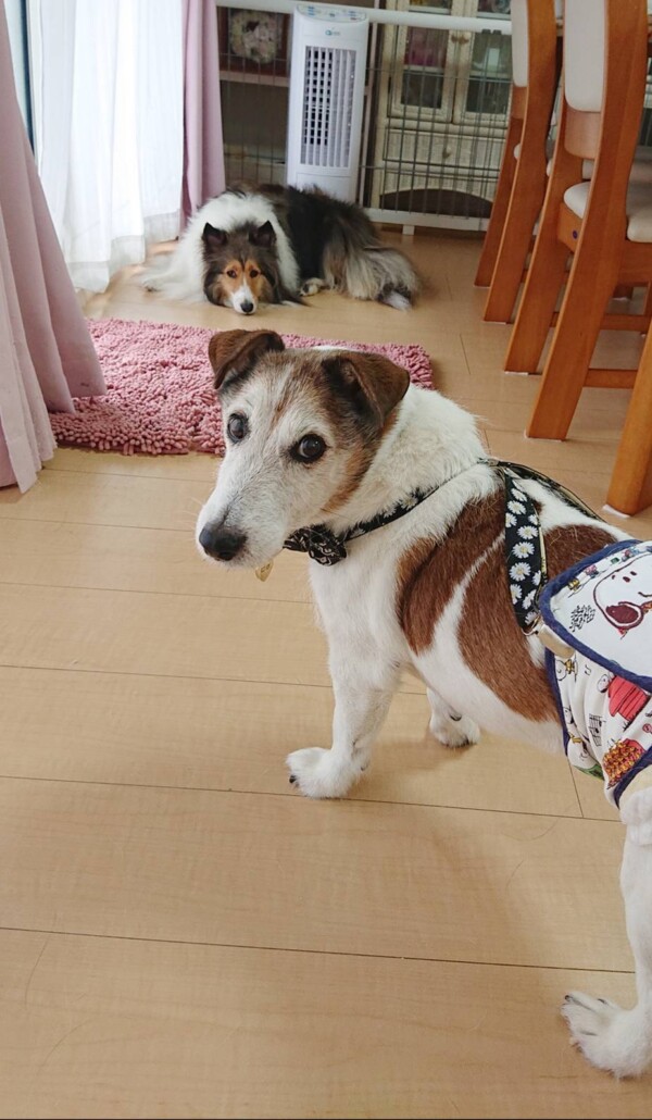 4日ぶりログ君☆